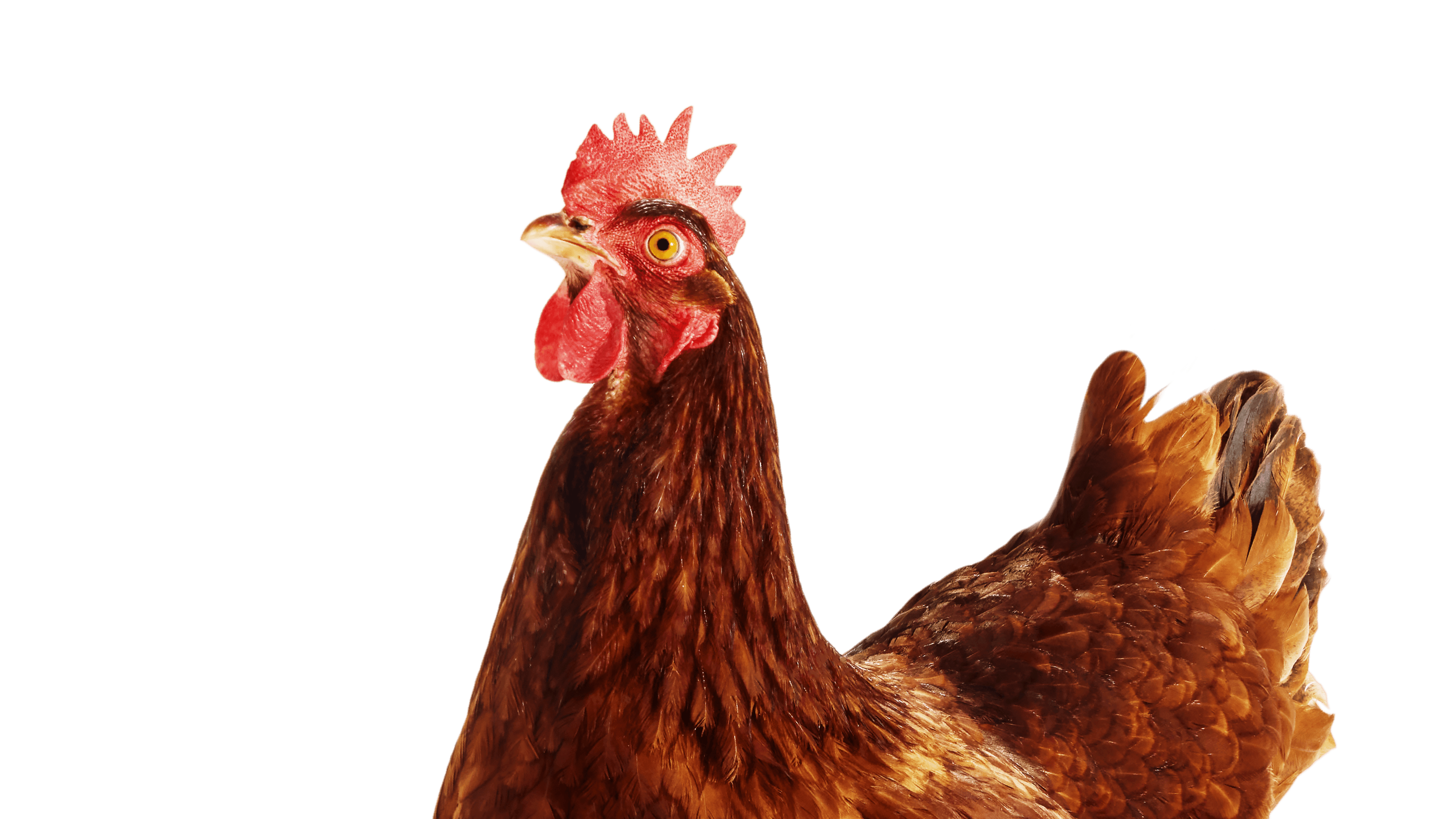 Pecking Order Chicken