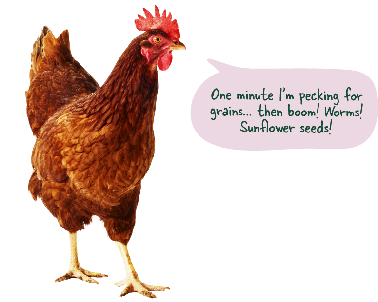 Easter Egger chicken names Artemis saying 'All that from one seed? Shell yeah.'