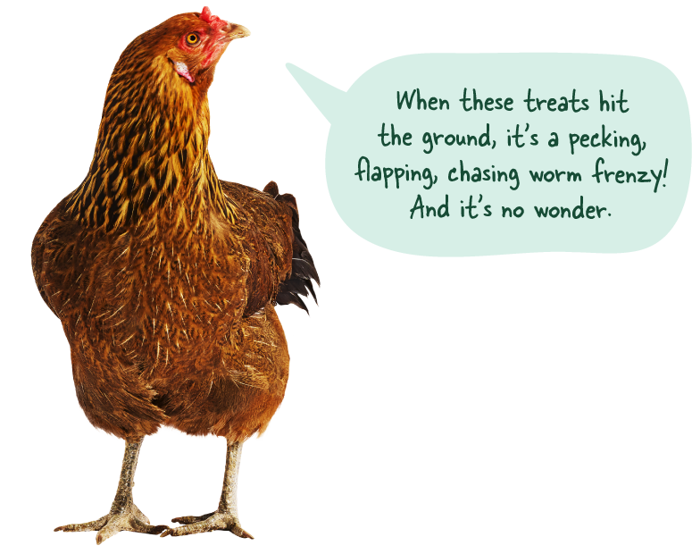 Easter Egger chicken names Artemis saying 'All that from one seed? Shell yeah.'