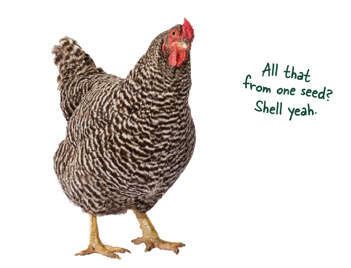 Easter Egger chicken names Artemis saying 'All that from one seed? Shell yeah.'